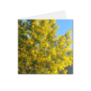 carte postale fleurs mimosa