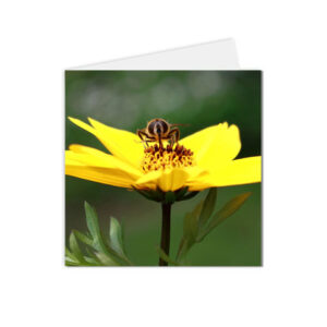 carte postale abeille sur fleur jaune