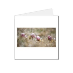 carte postale fleurs bourgeons