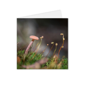 carte postale fleurs petits champignons