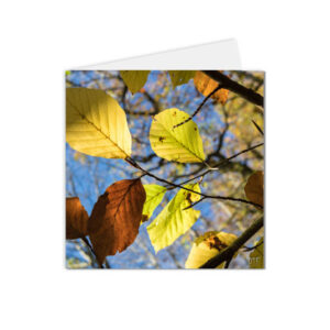 carte postale automne feuilles et rayons du soleil