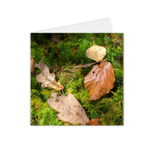 carte postale feuilles automne et mousse