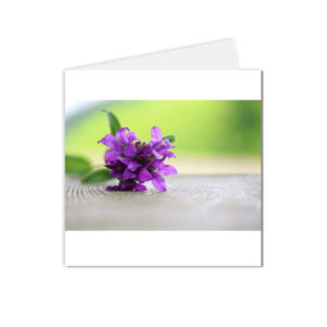 carte postale fleurs violettes