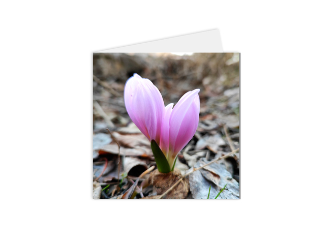 Carte postale florale d'une éclosion d'une nouvelle fleur rose