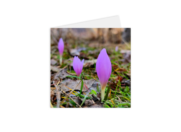 Carte postale florale nouvelles petites fleurs fuchsia