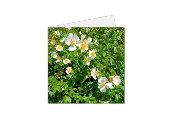 carte postale florale petites fleurs blanches au milieu de la verdure