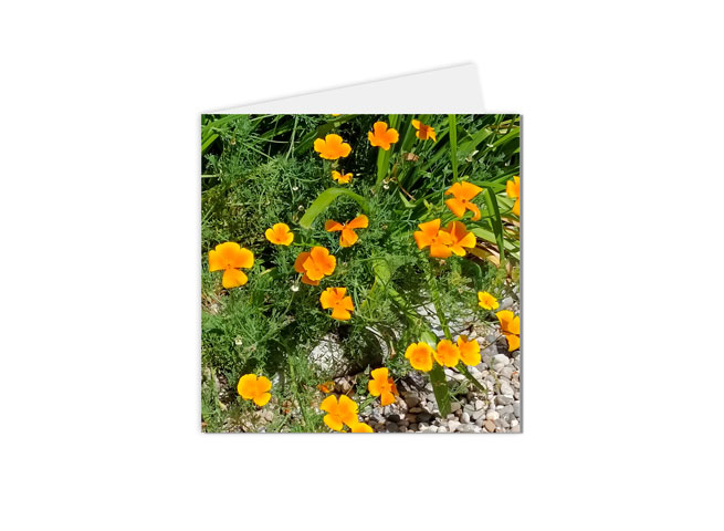 carte postale florale illustrée par une photographie de petites fleurs oranges