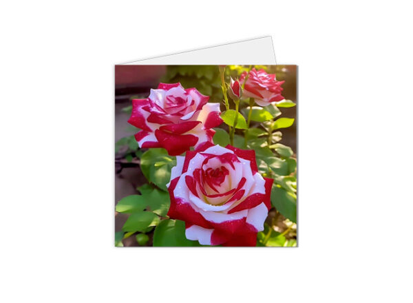 carte postale florale avec une photographie de roses bicolores blanches et rouges